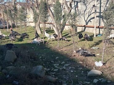 Индюшки: Məhsul: Hinduşka sürüsü (hind toyuqları) Təsvir:sağlam heyvanlar - — 3