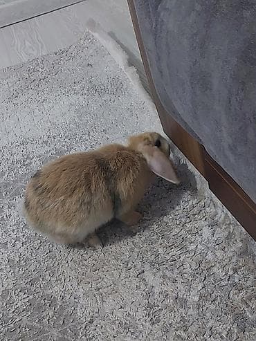 Digər heyvanlar: Ev dovşanı – asqılıqulaq (lop) tipli, krem/qızılı rəngli - Cins/type — 5