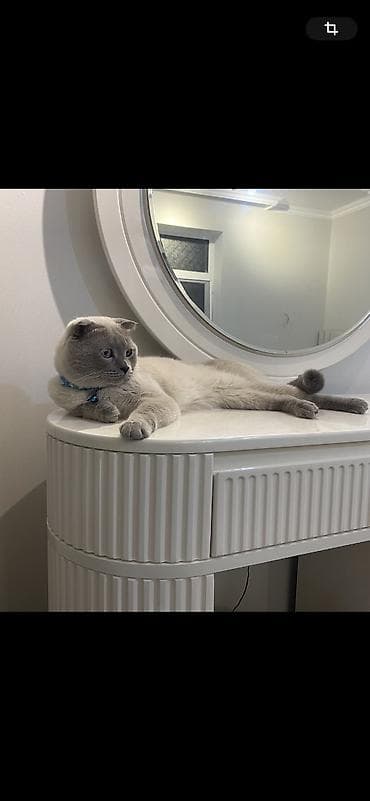 xaski it sekilleri: Şotland yastı qulaq, Erkək — 6