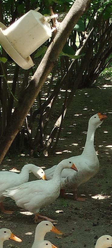 Salam bu 3 qaz satılır Təmiz Linda qazlarıdır cavandırlar böyük xoruz