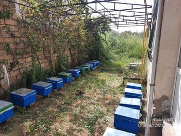 Arı pətəkləri və arıçılıq qutuları dəsti - Rəng: mavi (yaşıl zolaqlı lalafo.az -da Arı pətəkləri və arıçılıq qutuları dəsti - Rəng: mavi (yaşıl zolaqlı