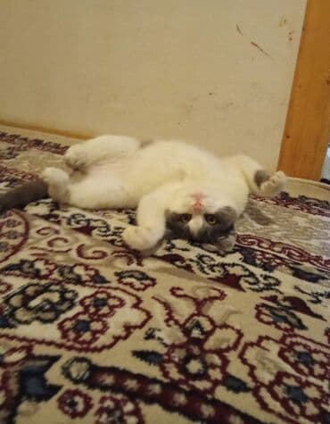 котята в добрые руки баку: Dişi — 5