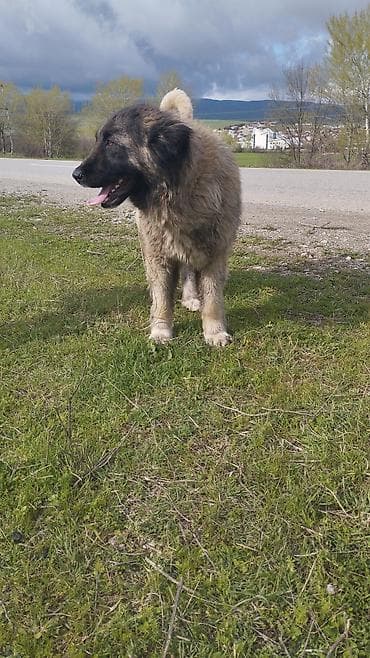 heyvan per page 40: Qafqaz çoban iti, 7 ay — 3