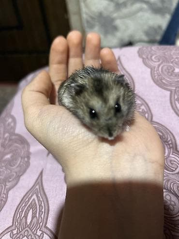 Cırtdan hamster (cücə ölçülü, xırda növ) - Rəng: qarışıq boz-qəhvəyi