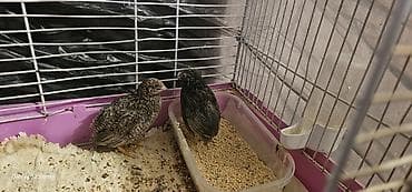 damazlıq: 1 cüt çin bildirçini barter olunur 4 dənə valnist ilə cütü 40 m — 3