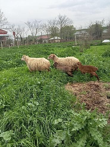 coban iş: Ciddi fikri olan zengin vursun 1100 delir cütü riyalı alcıyla — 2