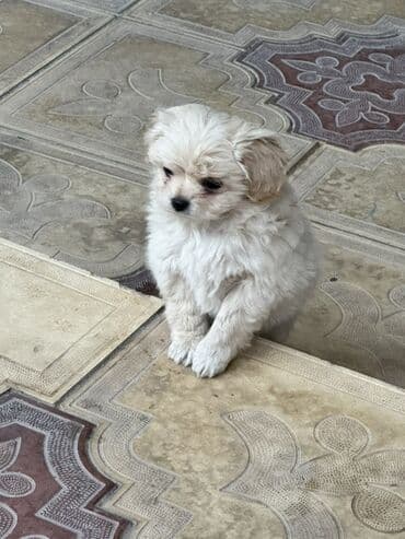 balaca it ucuz: Pekines, 2 ay, Peyvəndli — 13