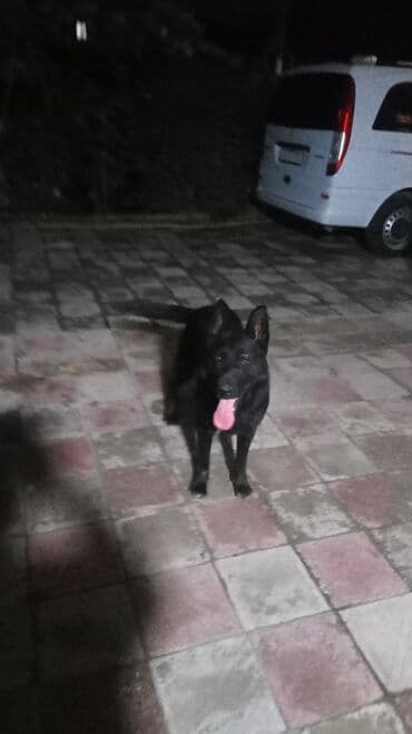 erkək it adları: 1 il, Erkek — 2