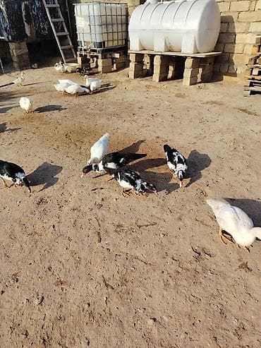 hind quşu: Muscovy (hind) və Pekin ördəkləri – qarışıq sürü 29 ededdir 11 balaca — 2