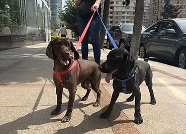 bişik: Cocker spaniel Cütləşməyə dişi axtarırıq Unvan binə qəsəbəsi. Alex — 1
