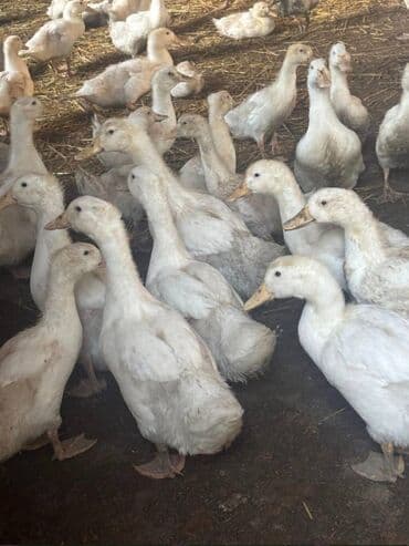 Pekin ördəkləri satılır 16 azn
Binə bakaftamat yolu lalafo.az -da Pekin ördəkləri satılır 16 azn
Binə bakaftamat yolu