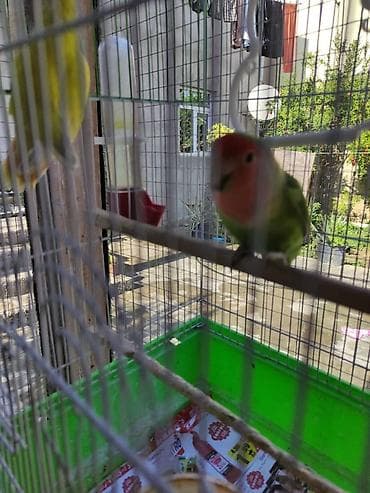 qırğı quşu: Nerazlucnik tutuquşu sevgi quşu erkey disi 2 eded erkey disi Temiz — 2