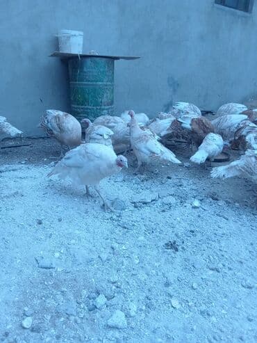 hələb keçisi haqqında məlumat: Öz həyətimdə saxladığım hinduşkalar ətlik və damazlikdir. 60.manatdan — 8