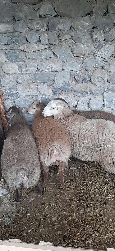 Atlar: Satışda: qoyun sürüsü - Növ: yerli ətlik-südlük qoyunlar - Say: bir — 2