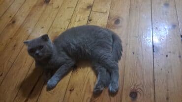 отдам котенка в хорошие руки: Британская вислоухая — 5