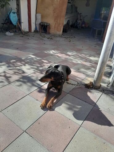 3D panellər: Doberman, Erkek — 4