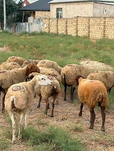 keçi balası: Dişi, il: 1, 40 kq, Damazlıq, Südlük, Ətlik, Ünvandan götürmə — 1