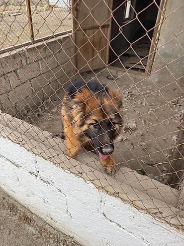 it baytari: Alman çoban iti — 3