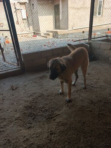 ən gozəl it adları: Kanqal, 1 ay, Dişi — 5