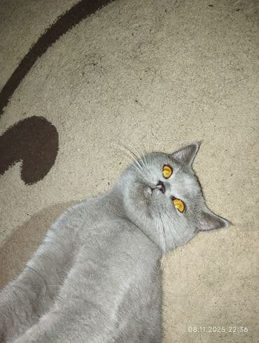 pişik balasi: Britan — 2