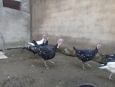 qaz balasl: Məhsul: Qaz və hind toyuqları (qarışıq sürü) Təsvir: - Ağ qazlar — 3