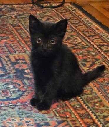 Dişi, Yaxşı əllərə, Pulsuz çatdırılma