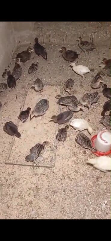 Digər heyvanlar: Salam Hinduşka balaları satılır 30 dənədi ünvan Kürdəxanı 15-20 — 4