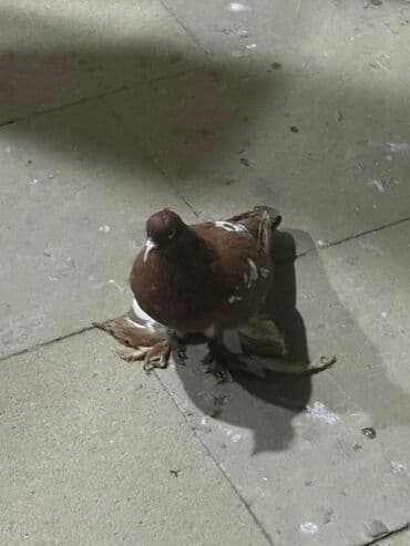 доберман цена баку: Salam aleykum iki iri leley iki badam leley hamsı 30 manat — 3