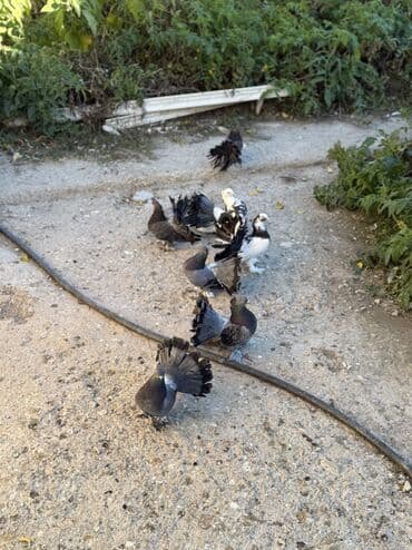 pişik satışı ucuz: London povlinleri satilir 7 denesi 90 manat — 2