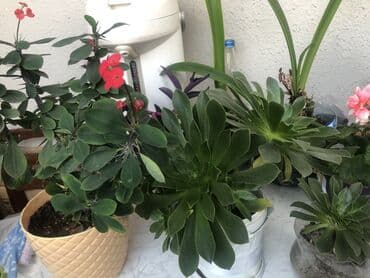 kokelmek ucun bitki caylari: Təbii otaq bitkiləri .5 gul alana, bir gul hədiyyə olacaq.Başqa — 1