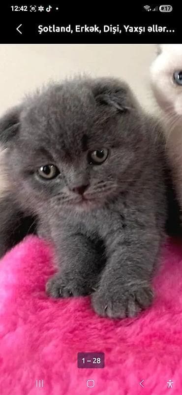 anqor pişik: Şotland, Yaxşı əllərə — 3