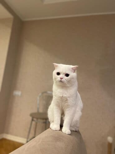 Кастрюли: Шотладская вислоухая — 2