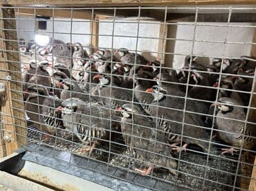 Təcili olaraq 7-8 aylıq iri yumurlaq damazlıq kəkliklər satılır