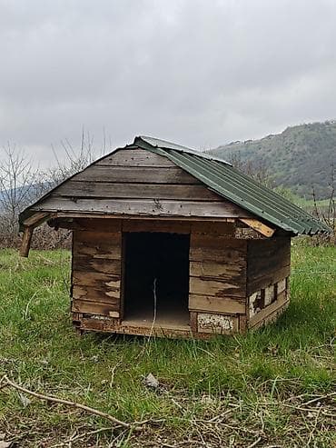 meymun satişi: Salam it yuvasi satilir birinci şekildeki kimi de sata bileriy yani el — 5