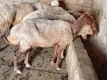 qusar heyvan satışı: Qoyunlar – ətlik dilər biri boğaz di 260 manata kimi var — 5