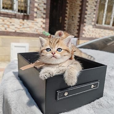 pişik oyuncaq: Şotland yastı qulaq — 4