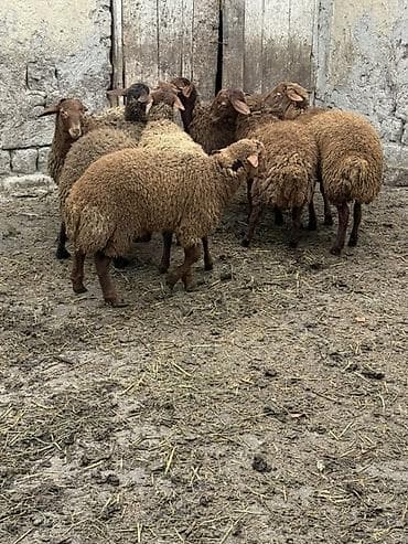 yerli keci: Qoyun sürüsü – 8 baş - Cins: ehtimalən yerli qaragül/yağılı tipli — 2