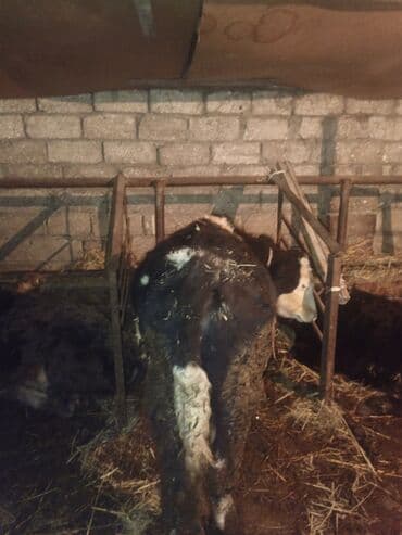 simental inek qiymeti: 4 ayliq aimental xaçmaz — 2