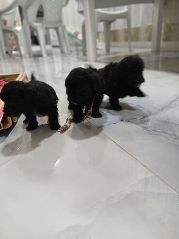 itlər pudel: Pudel, 2 ay, Dişi, Sənədli, Pulsuz çatdırılma — 4