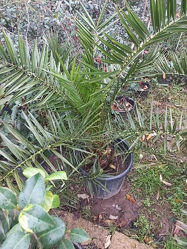 banan agaci: Məhsul: Bağ üçün dekorativ bitkilər və ağaclar Təsvir: - Everqreen — 5