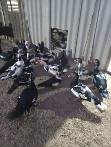 Inəklər, öküzlər: Lal ordek 35.40 azn — 3