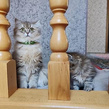 Britan lalafo.az -da Britan