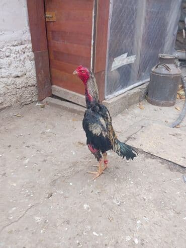 Qoruyucu plyonka və şüşələr: Aseel (Hint: uzunboy) xoruz - Cins: Aseel/Asil tipli döyüşkən qanlı — 1