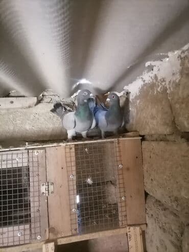 той ырлары попурри: Drakon göyərçinləri — 4