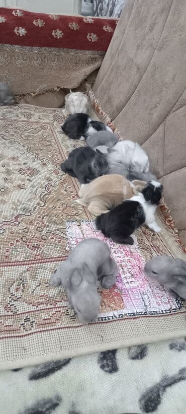 afçarka balası: Akor balası 10m — 13