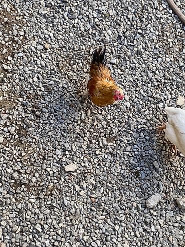 avstrolop xoruz: Yaponka xoruz 🐓 1 ədəd damazlıq sahiblenidirilir — 1