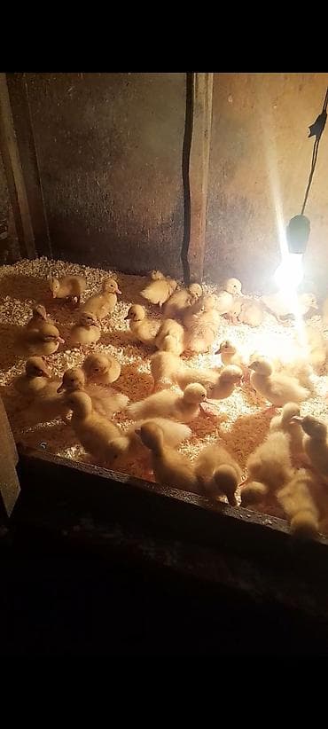 heyvanlar quşlar: Pekin ördəy balaları satılır istəyən əlaqə saxlasın tam sağlam Unvan — 3