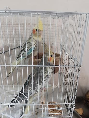ev kirpisi: Nimfalar (Cockatiel) cütü – qəfəs və aksesuarlarla - Növ: Nimfa — 2