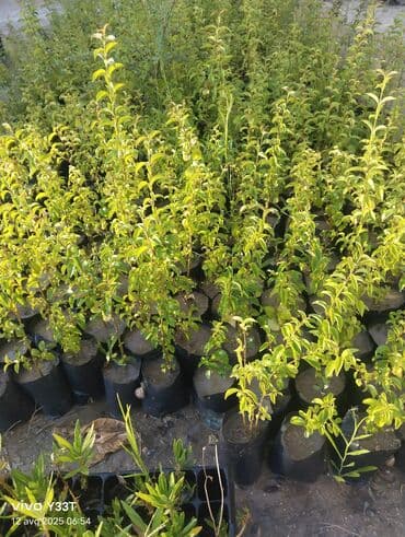 palma agaci satilir: Müxtəlif ölçülərdə palma fidanları bağ, həyət və ya digər açıq — 6