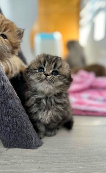 Şotland, Dişi, Ünvandan götürmə, Pulsuz çatdırılma